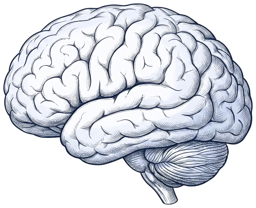 Cerebro humano visto de lado